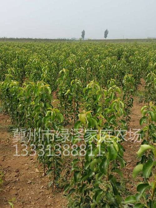 彩叶豆梨 (3)