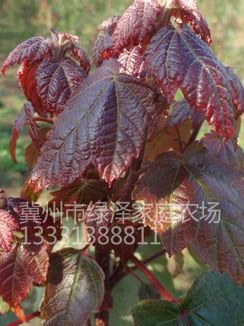 红花槭 (3)