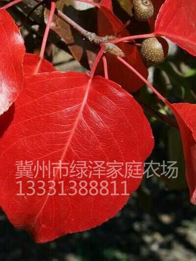 彩叶豆梨 (7)