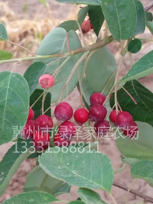 平滑唐棣 (4)
