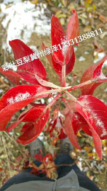 彩叶豆梨
