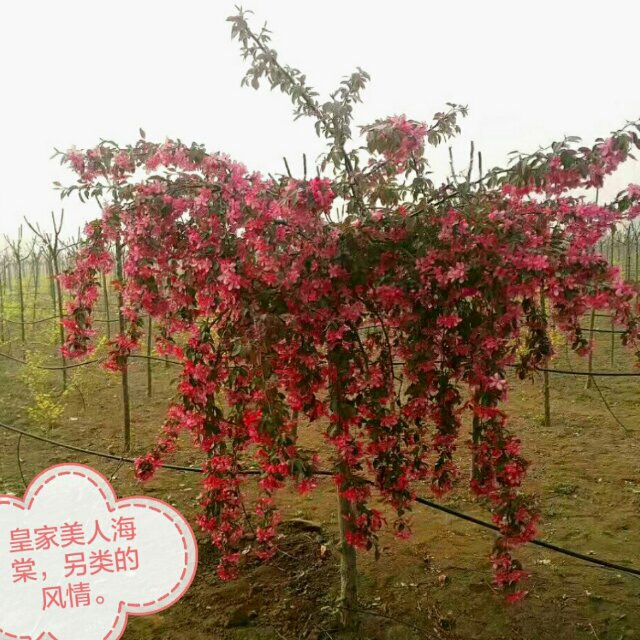 皇家美人
