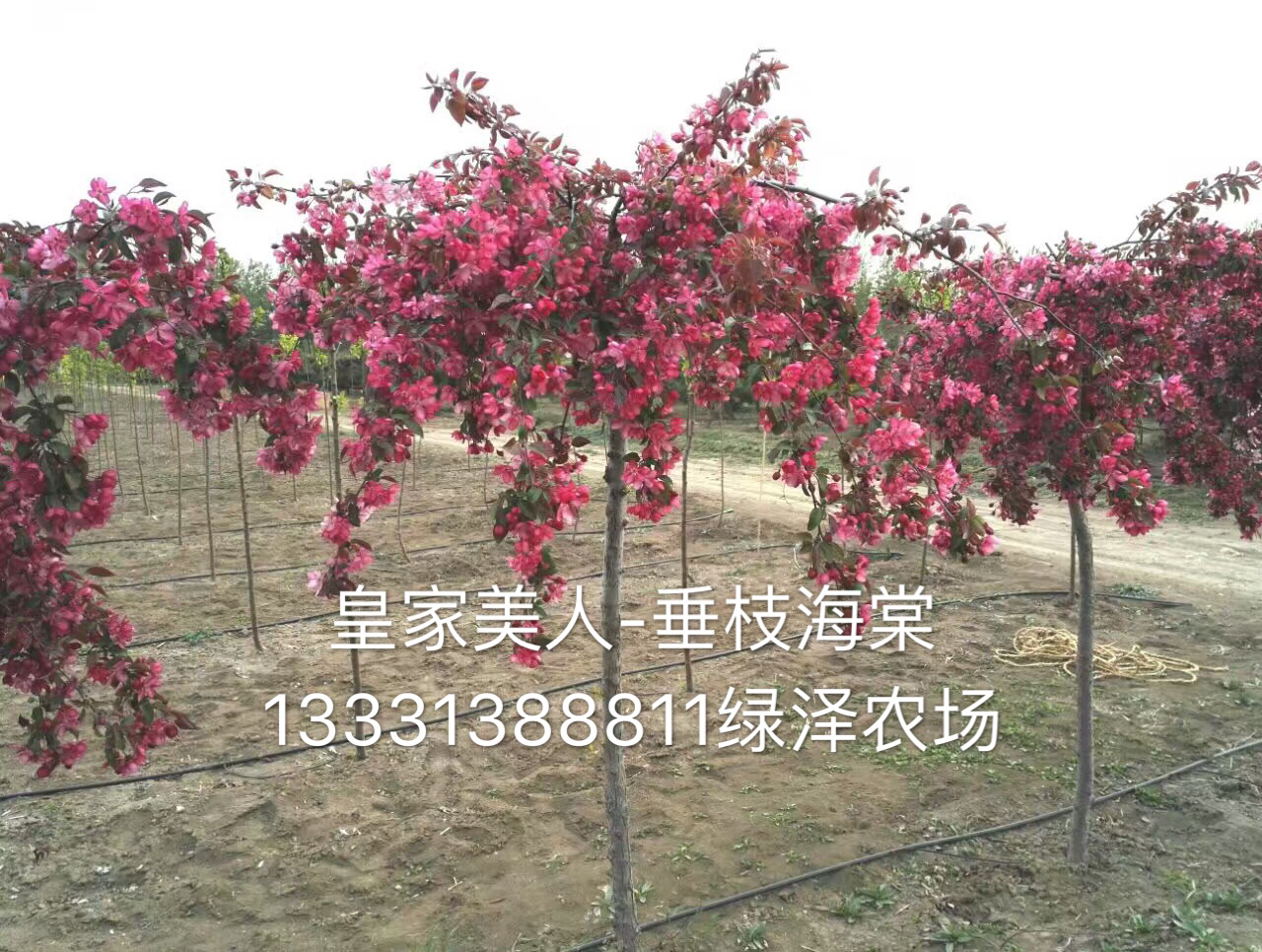 皇家美人